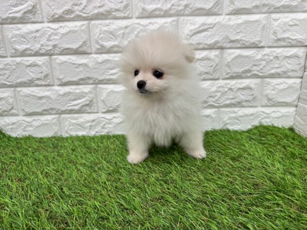 新潟県のポメラニアン (アミーゴ新潟小新店/2025年11月10日生まれ/男の子/ホワイト)の子犬の3枚目の画像