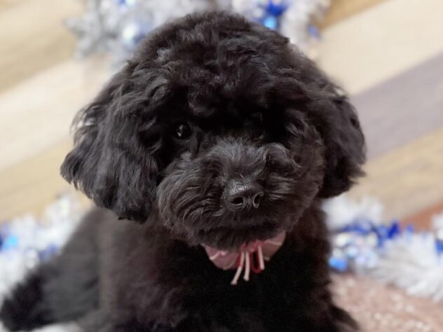 高知県のトイプードル(トイ) (ワンキャラット アミーゴ高知店/2025年7月28日生まれ/女の子/ブラック)の子犬の1枚目の画像