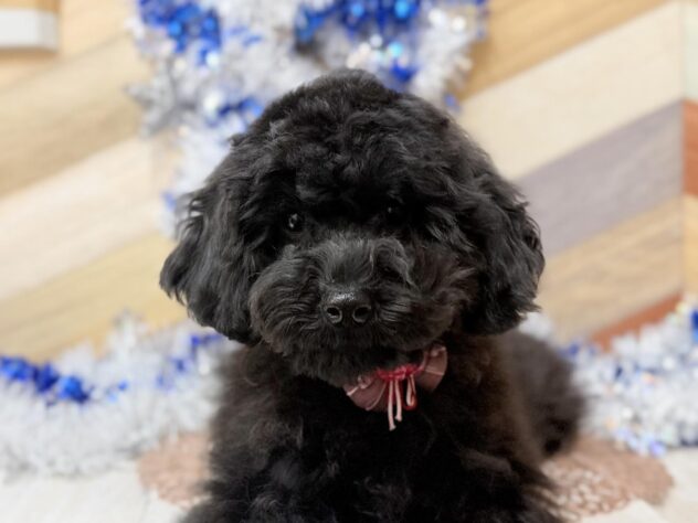 高知県のトイプードル(トイ) (ワンキャラット アミーゴ高知店/2025年7月28日生まれ/女の子/ブラック)の子犬の3枚目の画像