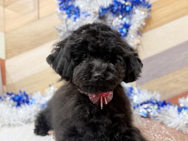 高知県のトイプードル(トイ) (ワンキャラット アミーゴ高知店/2025年7月28日生まれ/女の子/ブラック)の子犬の2枚目の画像