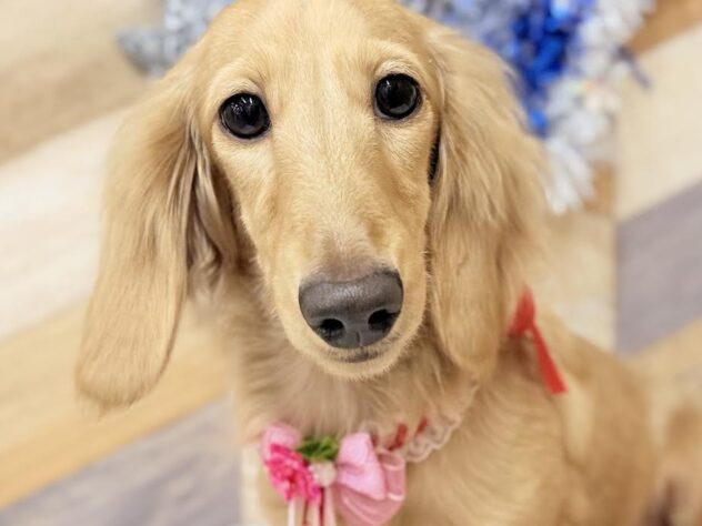 高知県のミニチュアダックスフンド(ロング) (ワンキャラット アミーゴ高知店/2025年6月6日生まれ/女の子/イエロー)の子犬の1枚目の画像