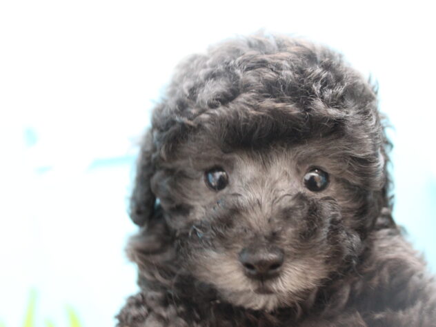 愛媛県のトイプードル(トイ) (アミーゴ今治店/2025年11月11日生まれ/女の子/シルバー)の子犬の1枚目の画像