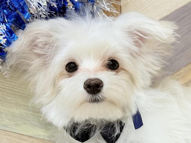 高知県のチワマル/マルチワ(チワワ×マルチーズ) (ワンキャラット アミーゴ高知店/2025年8月31日生まれ/男の子/クリームホワイト)の子犬の1枚目の画像