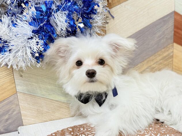 高知県のチワマル/マルチワ(チワワ×マルチーズ) (ワンキャラット アミーゴ高知店/2025年8月31日生まれ/男の子/クリームホワイト)の子犬の2枚目の画像