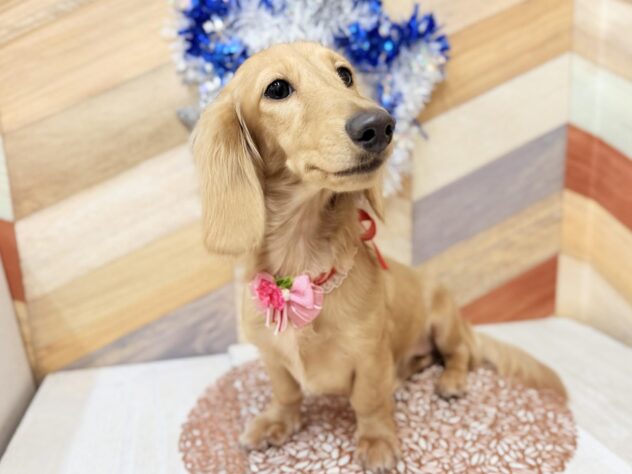 高知県のミニチュアダックスフンド(ロング) (ワンキャラット アミーゴ高知店/2025年6月6日生まれ/女の子/イエロー)の子犬の2枚目の画像