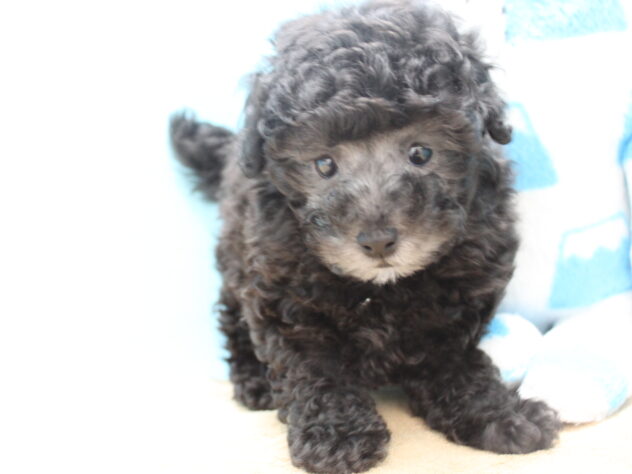 愛媛県のトイプードル(トイ) (アミーゴ今治店/2025年11月11日生まれ/女の子/シルバー)の子犬の3枚目の画像