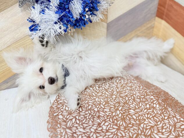 高知県のチワマル/マルチワ(チワワ×マルチーズ) (ワンキャラット アミーゴ高知店/2025年8月31日生まれ/男の子/クリームホワイト)の子犬の3枚目の画像