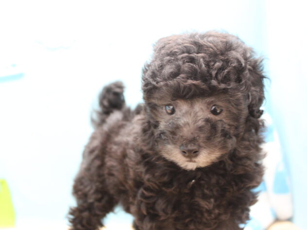 愛媛県のトイプードル(トイ) (アミーゴ今治店/2025年11月11日生まれ/女の子/シルバー)の子犬の4枚目の画像