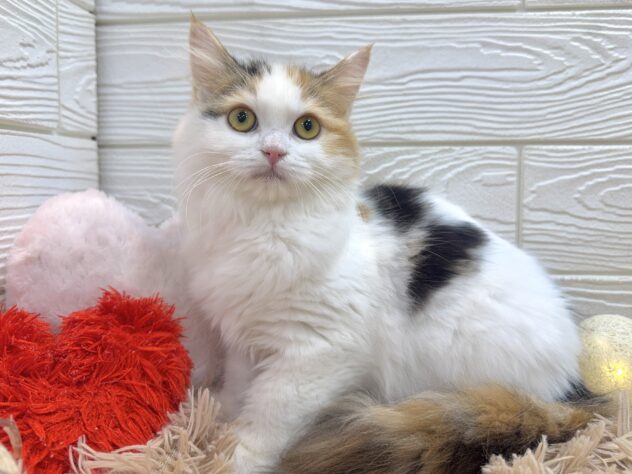 兵庫県のミヌエット (ワンキャラット アミーゴ姫路飾磨店/2025年8月16日生まれ/女の子/ブラウンパッチドタビーホワイト)の子猫の2枚目の画像