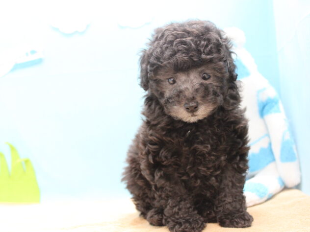 愛媛県のトイプードル(トイ) (アミーゴ今治店/2025年11月11日生まれ/女の子/シルバー)の子犬の2枚目の画像