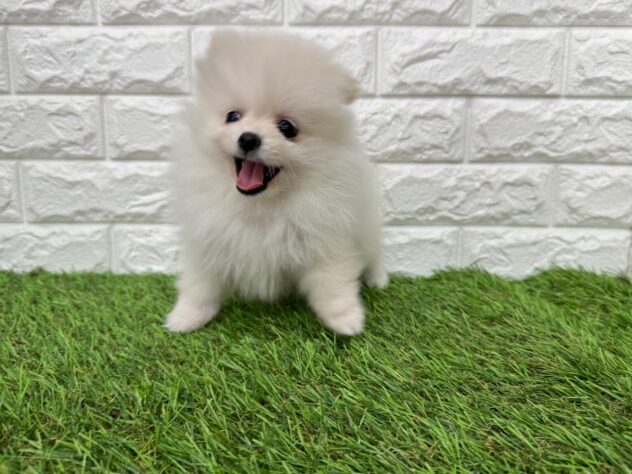 新潟県のポメラニアン (アミーゴ新潟小新店/2025年11月10日生まれ/男の子/ホワイト)の子犬の1枚目の画像