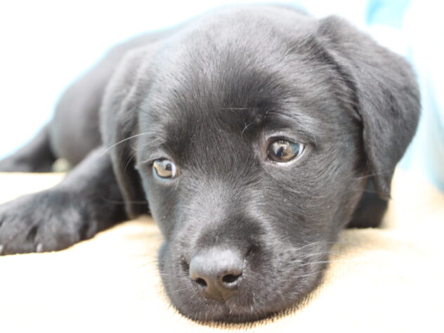 愛媛県のラブラドールレトリーバー (アミーゴ今治店/2025年11月18日生まれ/女の子/ブラック)の子犬の3枚目の画像