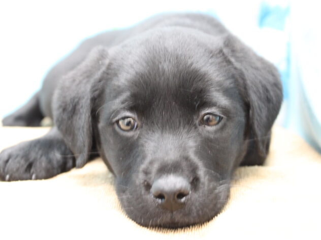 愛媛県のラブラドールレトリーバー (アミーゴ今治店/2025年11月18日生まれ/女の子/ブラック)の子犬の1枚目の画像