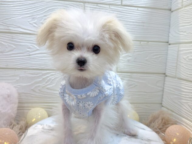 兵庫県のポメマル/マルポメ(ポメラニアン×マルチーズ) (ワンキャラット アミーゴ姫路飾磨店/2025年9月18日生まれ/男の子/ホワイト)の子犬の1枚目の画像