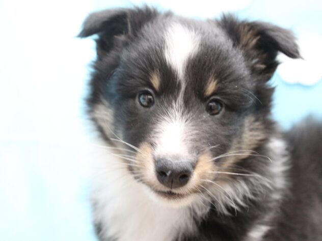 愛媛県のシェットランドシープドッグ (アミーゴ今治店/2025年11月17日生まれ/女の子/トライカラー)の子犬の1枚目の画像