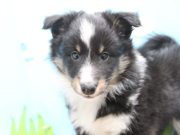 愛媛県のシェットランドシープドッグ (アミーゴ今治店/2025年11月17日生まれ/女の子/トライカラー)の子犬の3枚目の画像