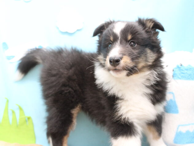 愛媛県のシェットランドシープドッグ (アミーゴ今治店/2025年11月17日生まれ/女の子/トライカラー)の子犬の2枚目の画像