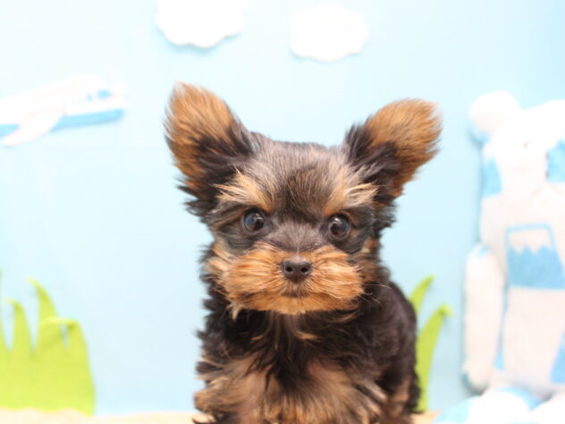 愛媛県のヨークシャーテリア (アミーゴ今治店/2025年11月16日生まれ/女の子/スチールブルータン)の子犬の2枚目の画像