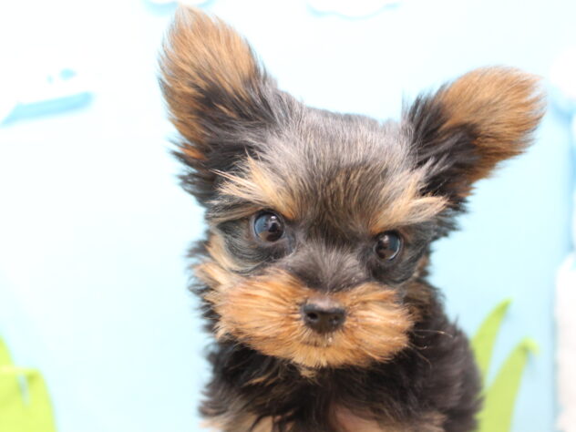 愛媛県のヨークシャーテリア (アミーゴ今治店/2025年11月16日生まれ/女の子/スチールブルータン)の子犬の1枚目の画像