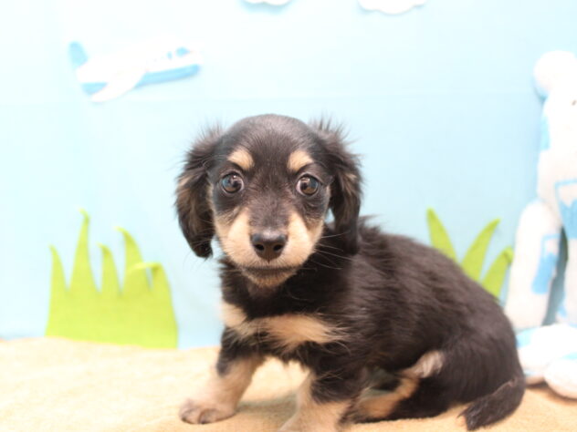 愛媛県のミニチュアダックスフンド(ロング) (アミーゴ今治店/2025年11月18日生まれ/女の子/ブラックイエロー)の子犬の3枚目の画像