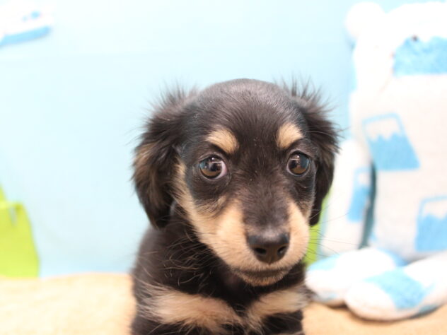 愛媛県のミニチュアダックスフンド(ロング) (アミーゴ今治店/2025年11月18日生まれ/女の子/ブラックイエロー)の子犬の2枚目の画像