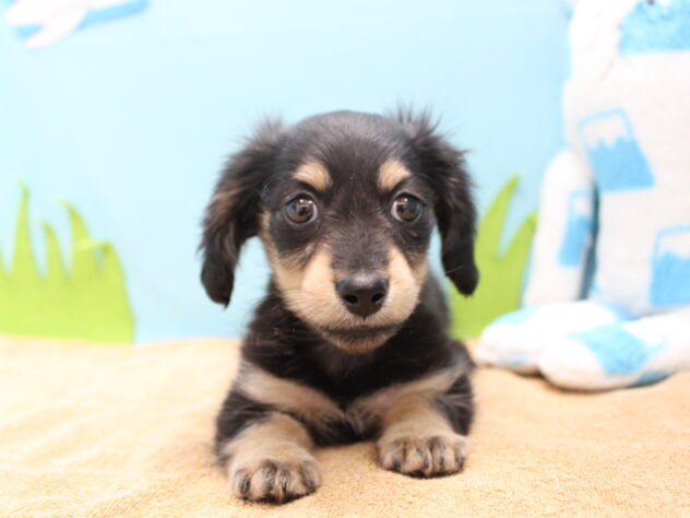 愛媛県のミニチュアダックスフンド(ロング) (アミーゴ今治店/2025年11月18日生まれ/女の子/ブラックイエロー)の子犬の1枚目の画像