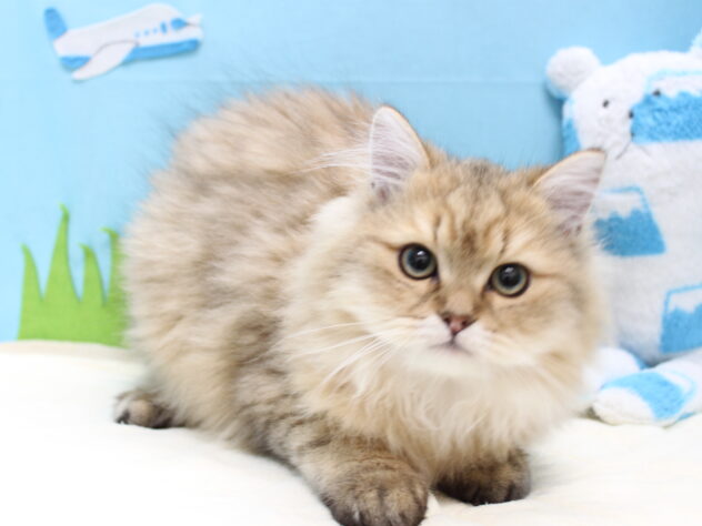 愛媛県のペルシャ (アミーゴ今治店/2025年9月9日生まれ/男の子/チンチラゴールデン)の子猫の2枚目の画像