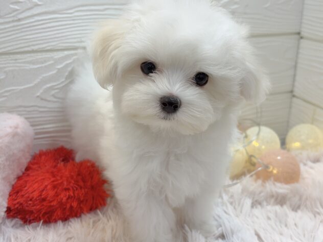 兵庫県のマルチーズ (ワンキャラット アミーゴ姫路飾磨店/2025年10月15日生まれ/男の子/ホワイト)の子犬の2枚目の画像