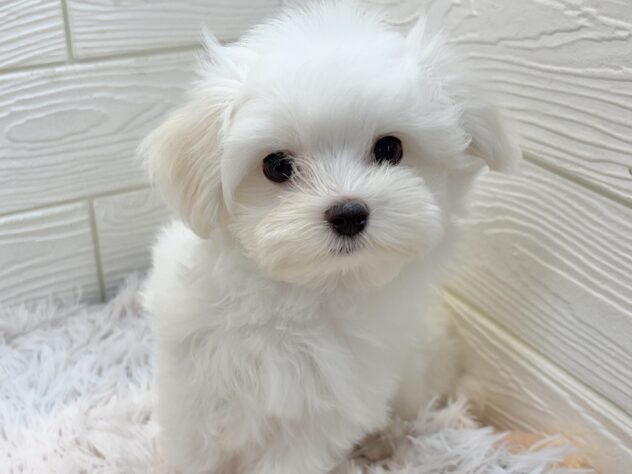 兵庫県のマルチーズ (ワンキャラット アミーゴ姫路飾磨店/2025年10月15日生まれ/男の子/ホワイト)の子犬の4枚目の画像