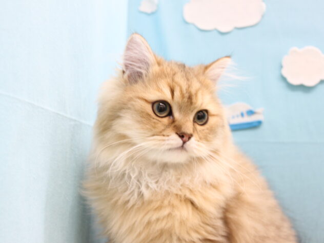 愛媛県のペルシャ (アミーゴ今治店/2025年9月9日生まれ/男の子/チンチラゴールデン)の子猫の1枚目の画像