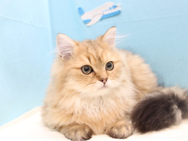 愛媛県のペルシャ (アミーゴ今治店/2025年9月9日生まれ/男の子/チンチラゴールデン)の子猫の3枚目の画像