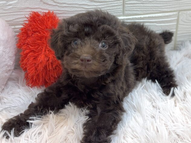 兵庫県のトイプードル(トイ) (ワンキャラット アミーゴ姫路飾磨店/2025年10月16日生まれ/女の子/ブラウン)の子犬の2枚目の画像