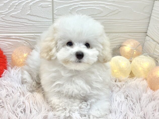 兵庫県のトイプードル(トイ) (ワンキャラット アミーゴ姫路飾磨店/2025年10月2日生まれ/男の子/ホワイト)の子犬の3枚目の画像