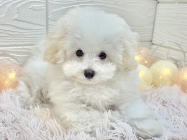 兵庫県のトイプードル(トイ) (ワンキャラット アミーゴ姫路飾磨店/2025年10月2日生まれ/男の子/ホワイト)の子犬の2枚目の画像