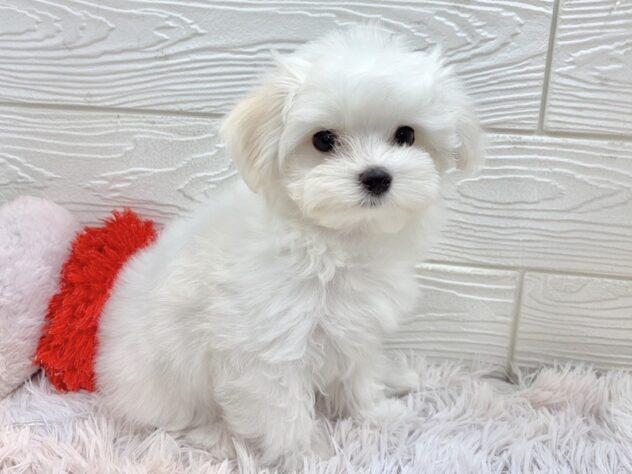 兵庫県のマルチーズ (ワンキャラット アミーゴ姫路飾磨店/2025年10月15日生まれ/男の子/ホワイト)の子犬の3枚目の画像