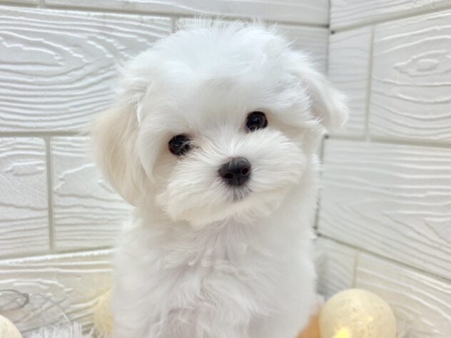 兵庫県のマルチーズ (ワンキャラット アミーゴ姫路飾磨店/2025年10月15日生まれ/男の子/ホワイト)の子犬