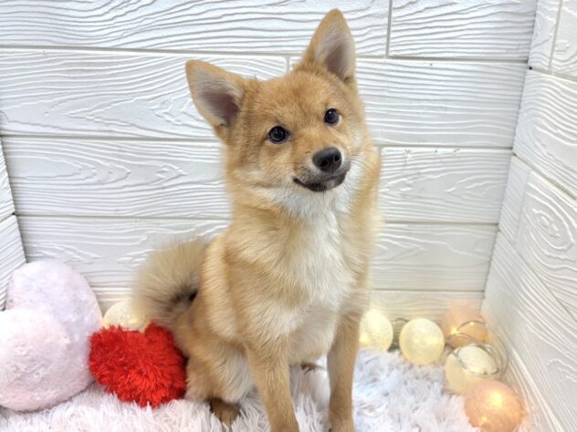 兵庫県のハーフ犬・ミックス犬 (ワンキャラット アミーゴ姫路飾磨店/2025年7月25日生まれ/男の子/赤)の子犬の2枚目の画像