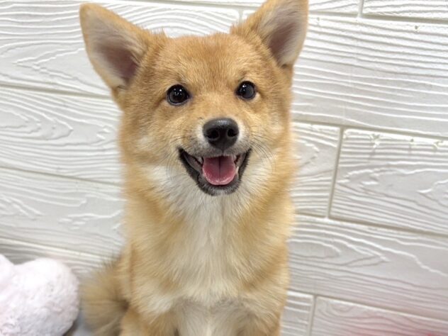 兵庫県のハーフ犬・ミックス犬 (ワンキャラット アミーゴ姫路飾磨店/2025年7月25日生まれ/男の子/赤)の子犬の1枚目の画像