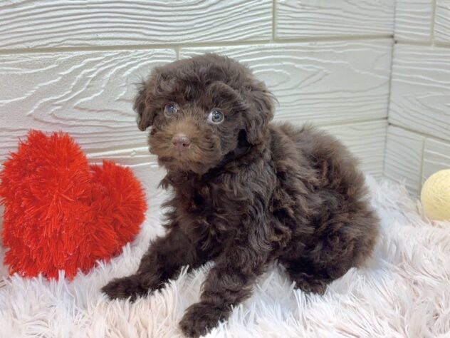 兵庫県のトイプードル(トイ) (ワンキャラット アミーゴ姫路飾磨店/2025年10月16日生まれ/女の子/ブラウン)の子犬の4枚目の画像