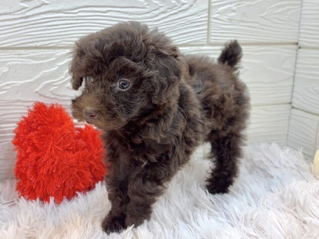 兵庫県のトイプードル(トイ) (ワンキャラット アミーゴ姫路飾磨店/2025年10月16日生まれ/女の子/ブラウン)の子犬の3枚目の画像