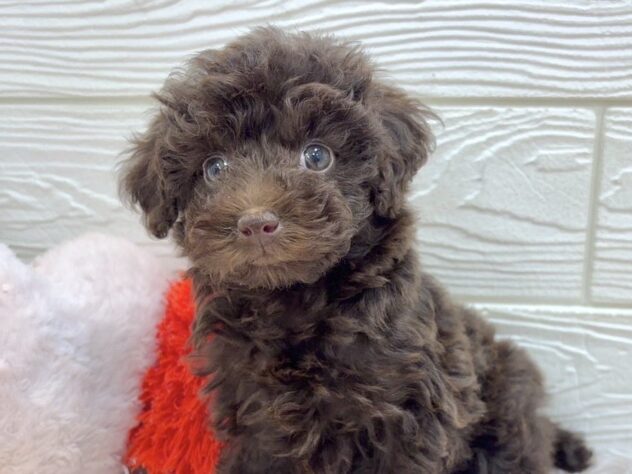 兵庫県のトイプードル(トイ) (ワンキャラット アミーゴ姫路飾磨店/2025年10月16日生まれ/女の子/ブラウン)の子犬の1枚目の画像