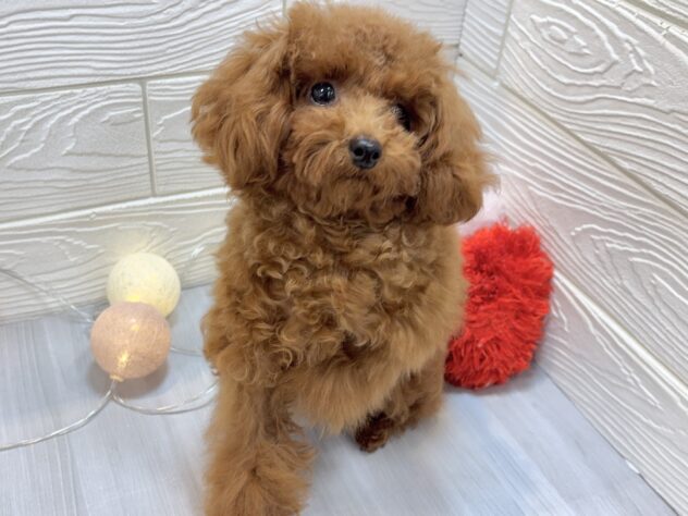 兵庫県のトイプードル(トイ) (ワンキャラット アミーゴ姫路飾磨店/2025年5月7日生まれ/男の子/レッドフォーン)の子犬の2枚目の画像