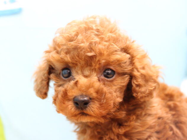 愛媛県のトイプードル(トイ) (アミーゴ今治店/2025年12月3日生まれ/男の子/レッドフォーン)の子犬