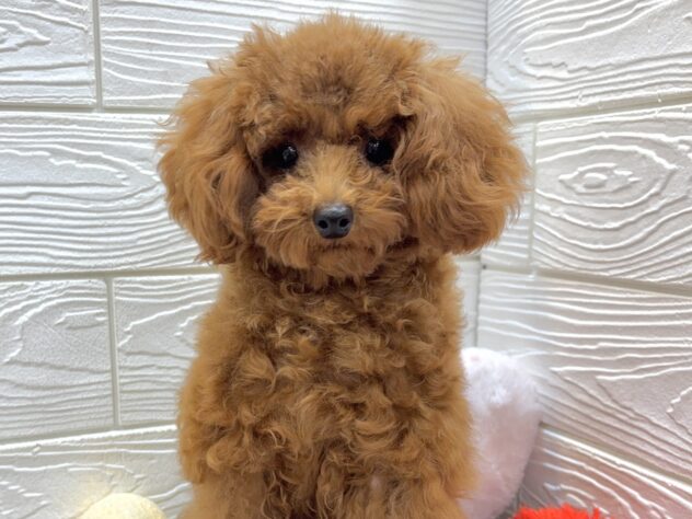 兵庫県のトイプードル(トイ) (ワンキャラット アミーゴ姫路飾磨店/2025年5月7日生まれ/男の子/レッドフォーン)の子犬