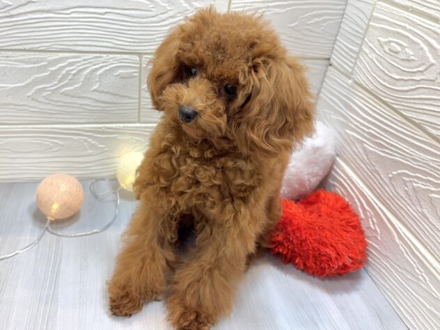兵庫県のトイプードル(トイ) (ワンキャラット アミーゴ姫路飾磨店/2025年5月7日生まれ/男の子/レッドフォーン)の子犬の3枚目の画像