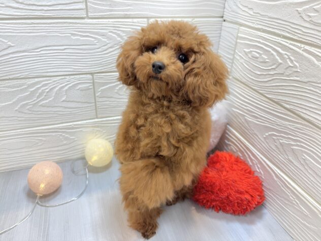 兵庫県のトイプードル(トイ) (ワンキャラット アミーゴ姫路飾磨店/2025年5月7日生まれ/男の子/レッドフォーン)の子犬の4枚目の画像