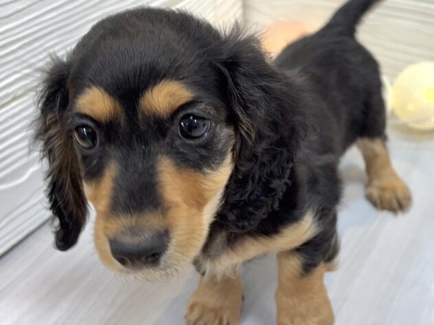 兵庫県のカニンヘンダックスフンド(ロング) (ワンキャラット アミーゴ姫路飾磨店/2025年11月3日生まれ/男の子/ブラックタン)の子犬の3枚目の画像
