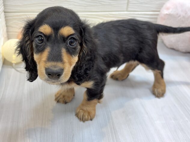 兵庫県のカニンヘンダックスフンド(ロング) (ワンキャラット アミーゴ姫路飾磨店/2025年11月3日生まれ/男の子/ブラックタン)の子犬の2枚目の画像