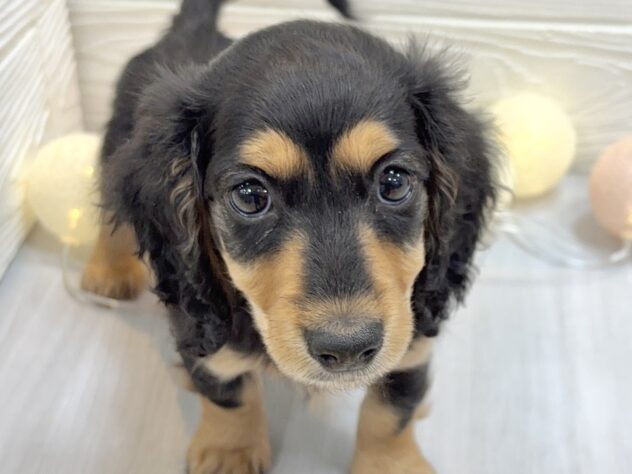 兵庫県のカニンヘンダックスフンド(ロング) (ワンキャラット アミーゴ姫路飾磨店/2025年11月3日生まれ/男の子/ブラックタン)の子犬の1枚目の画像