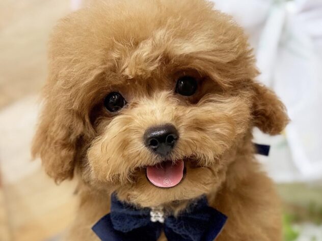 高知県のトイプードル(トイ) (ワンキャラット アミーゴ高知店/2025年11月5日生まれ/男の子/オレンジフォーン)の子犬の1枚目の画像